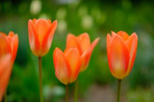 Tulpen Weihenstephaner Garten