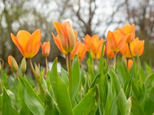 Tulpen, Weihenstephaner Garten