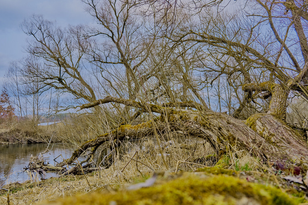 Umgestürzter Baum Haag Oberbayern